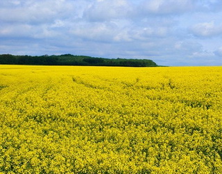 На Миколаївщині частково пошкоджено посіви озимого ріпаку